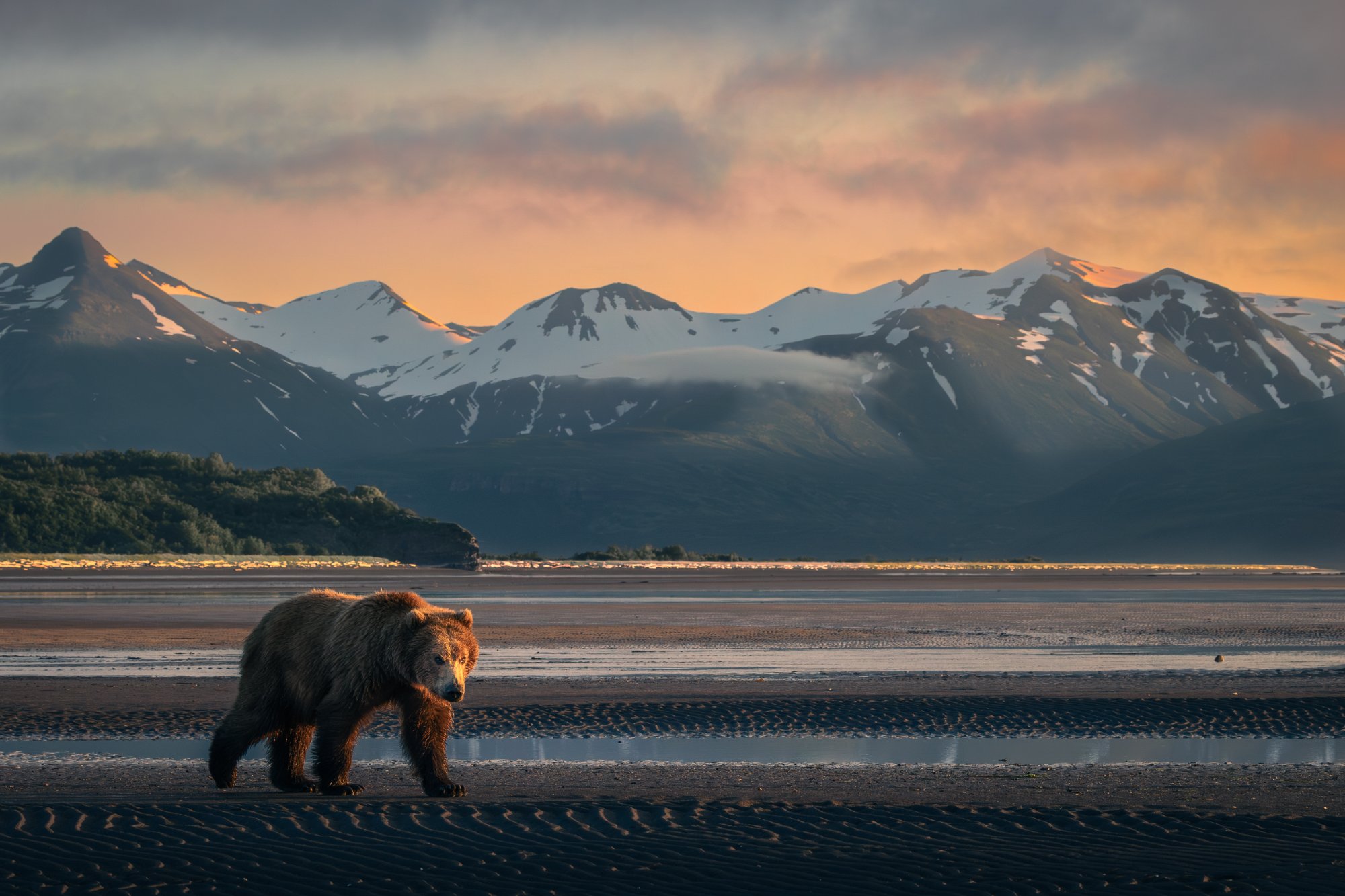 Brown bear on tidal flat at sunset, Alaska