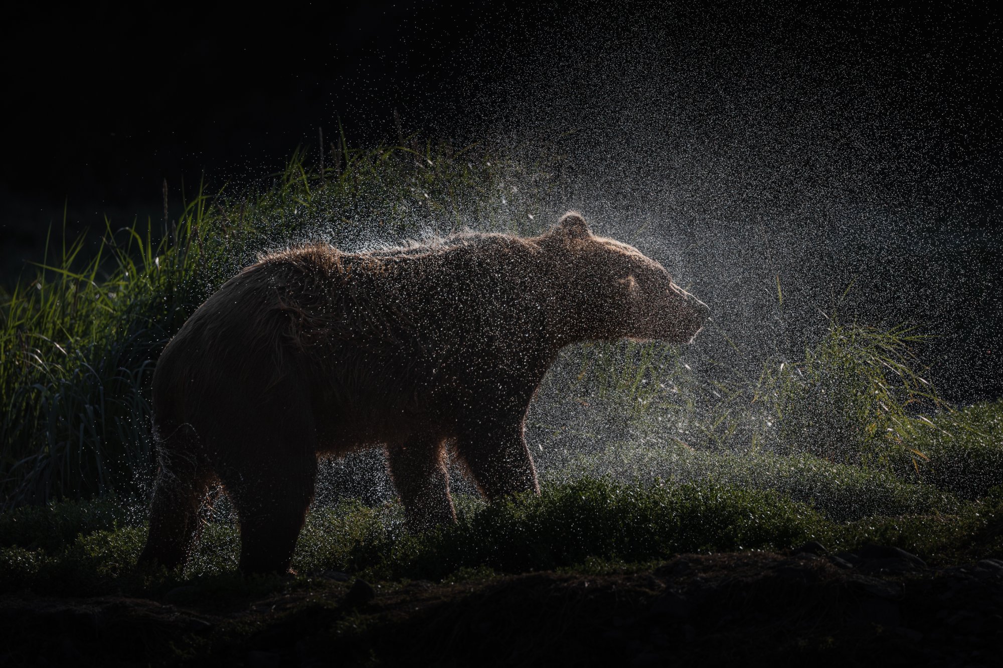 Brown bear shaking off water in backlit spray, Alaska