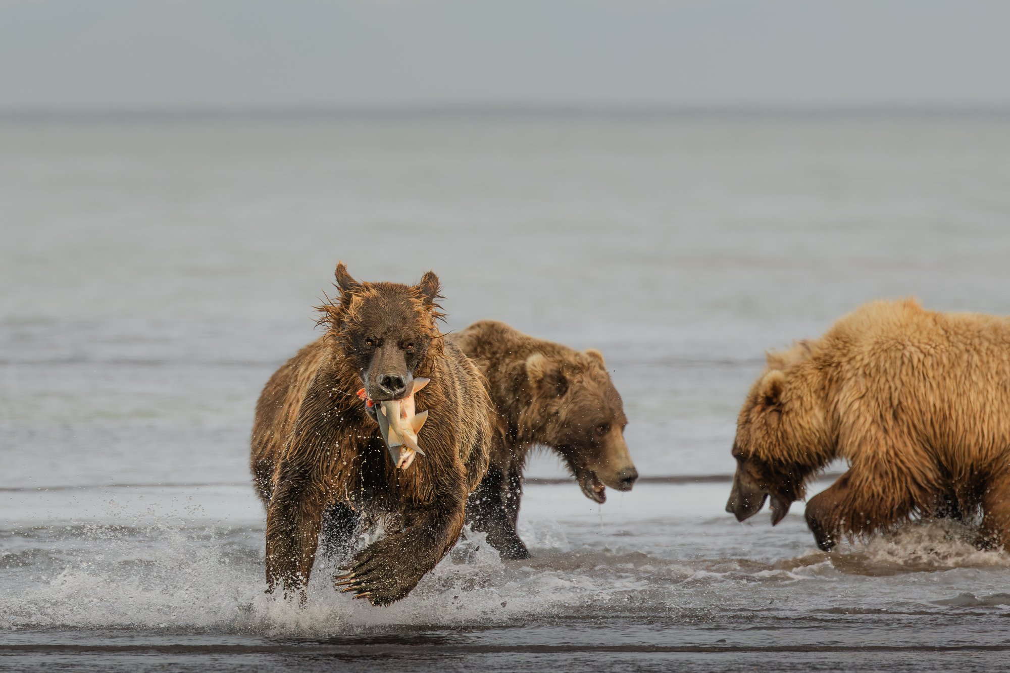 Brown bear close-up with salmon, Katmai