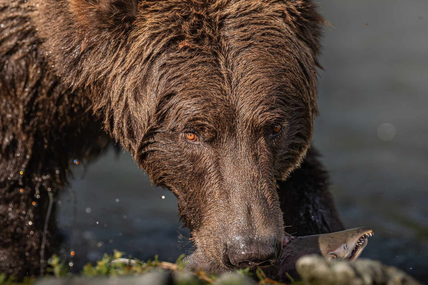 Brown bears fishing for salmon, Alaska