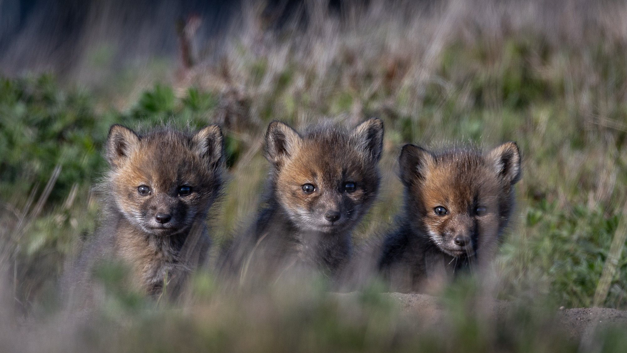 Fox kits peering through grass
