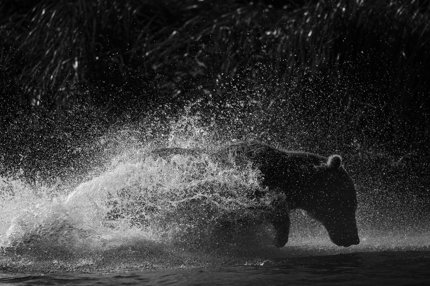 Bear charging through river — black and white
