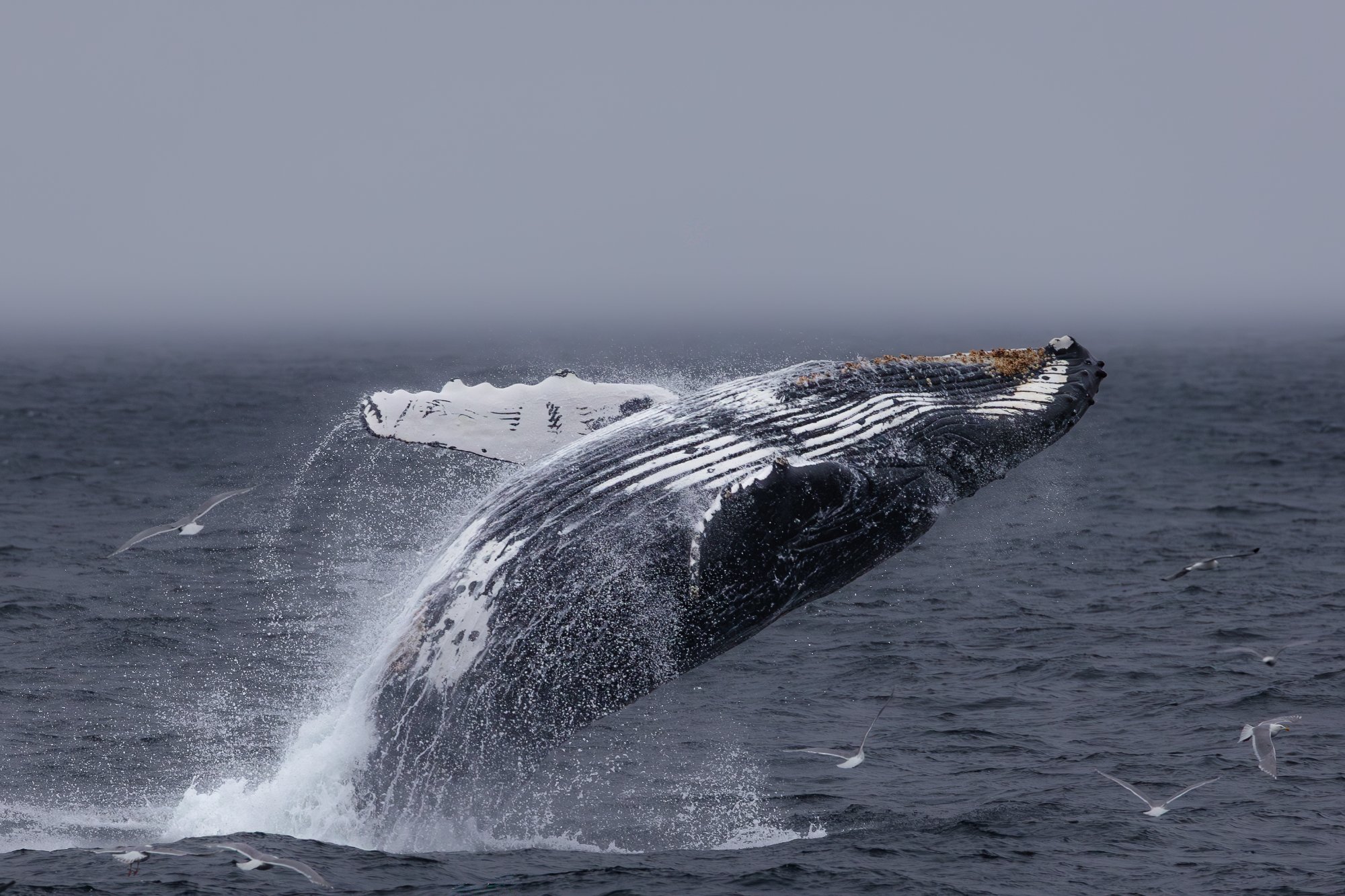 First Light — humpback whale breach