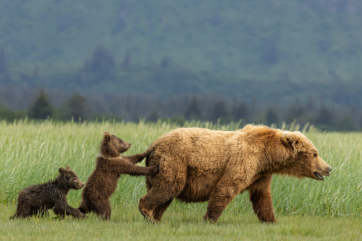 Brown bear sow with cubs in Alaska sedge grass
